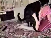 [ Beastiality XXX Movie ] Black mutt rides so nice